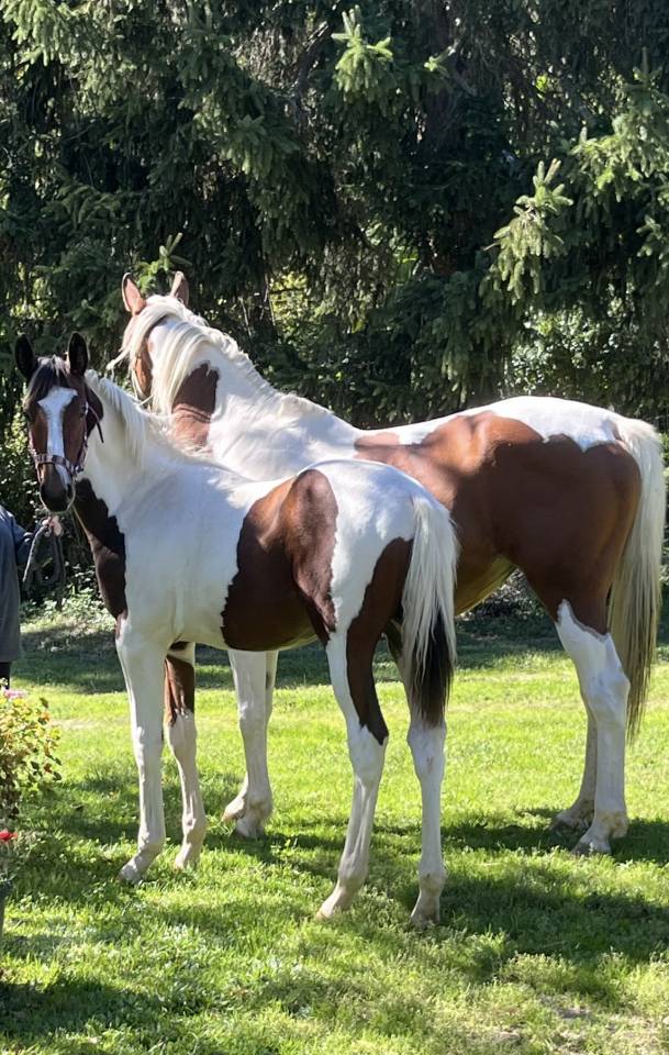 Caballo entero Silla Franc&eacute;s En venta 2025 P&iacute;o por Olala du Buissy