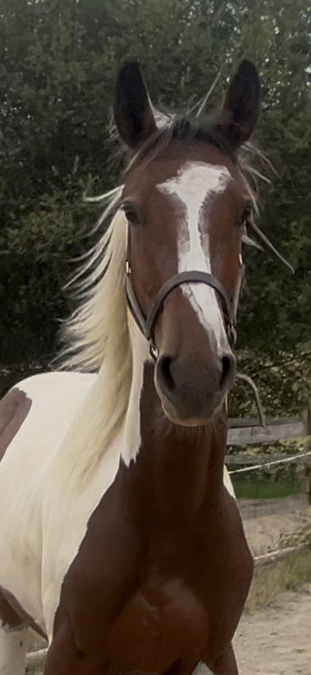 Caballo entero Silla Franc&eacute;s En venta 2025 P&iacute;o por Olala du Buissy