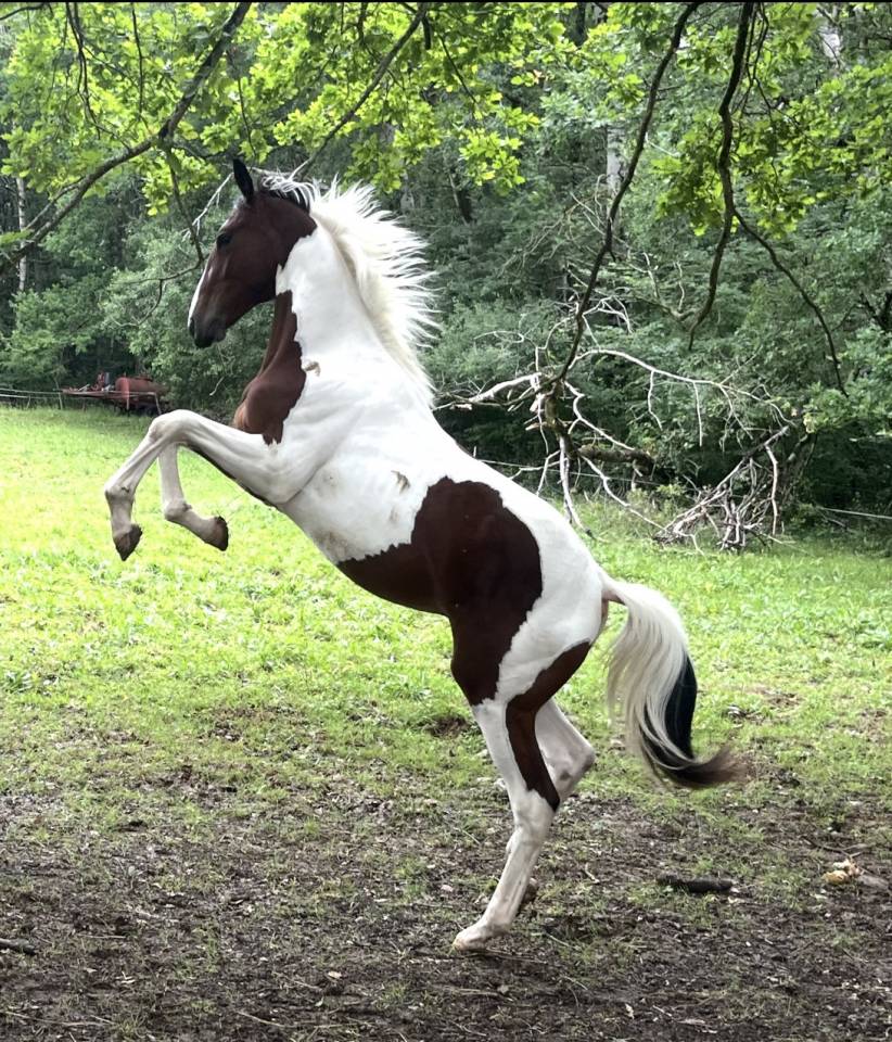 Caballo entero Silla Franc&eacute;s En venta 2025 P&iacute;o por Olala du Buissy