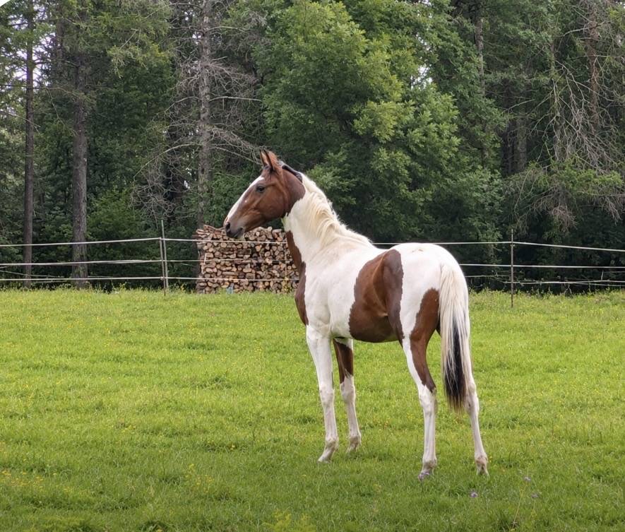 Caballo entero Silla Franc&eacute;s En venta 2025 P&iacute;o por Olala du Buissy