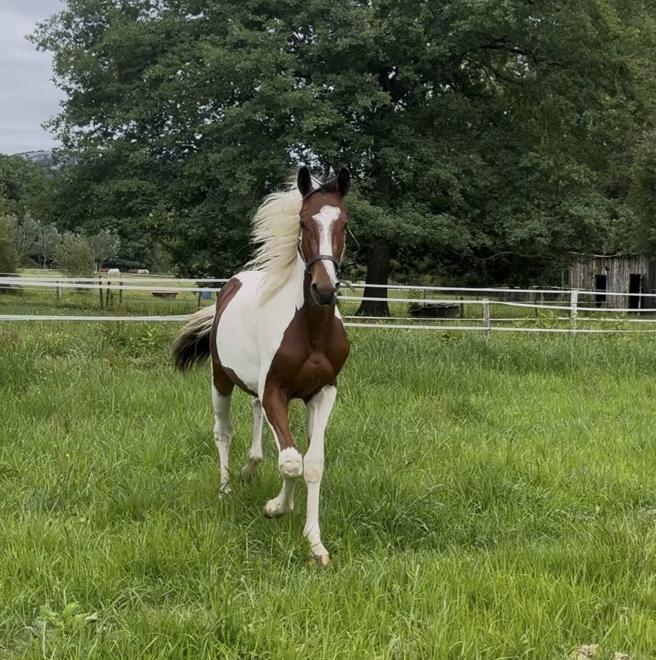 Caballo entero Silla Franc&eacute;s En venta 2025 P&iacute;o por Olala du Buissy