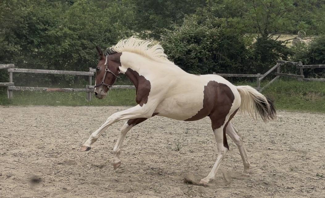 Caballo entero Silla Franc&eacute;s En venta 2025 P&iacute;o por Olala du Buissy