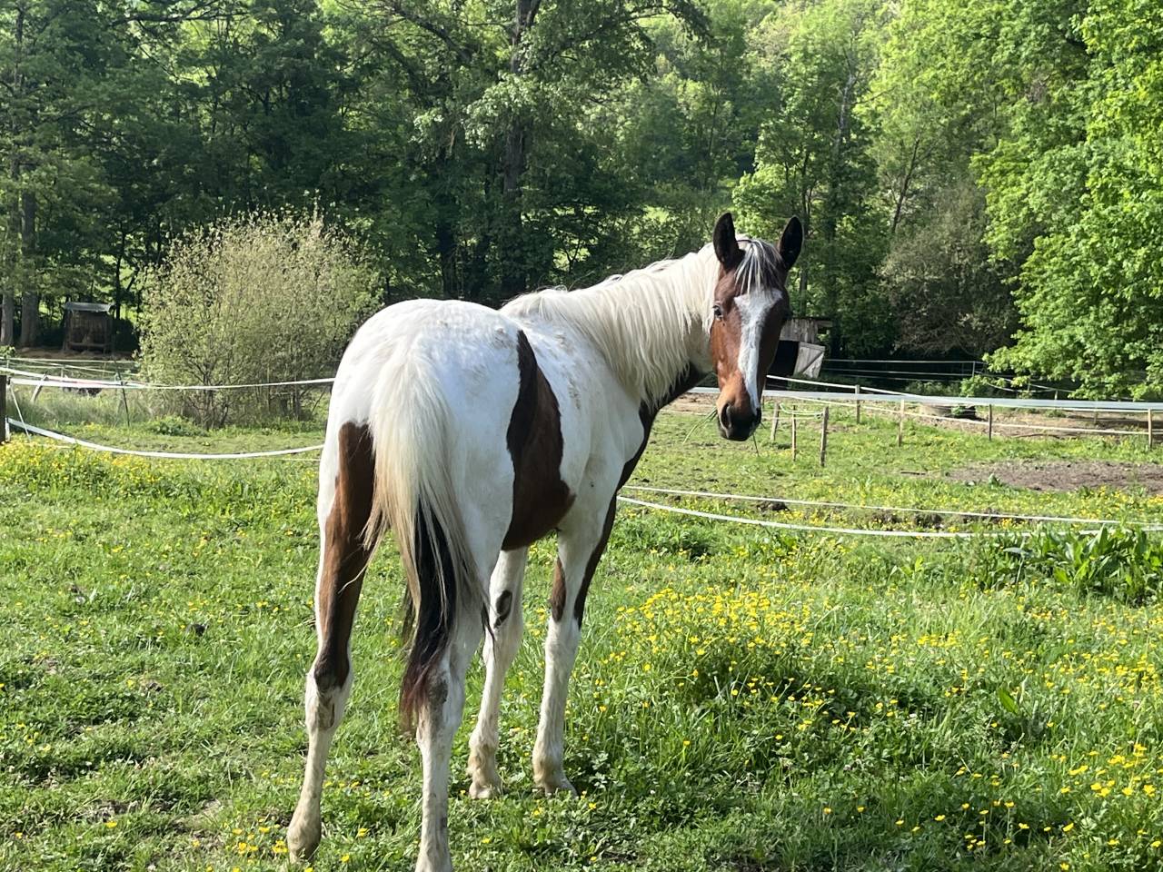 Caballo entero Silla Franc&eacute;s En venta 2025 P&iacute;o por Olala du Buissy