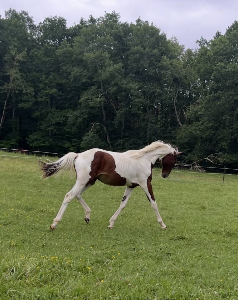 Caballo entero Silla Franc&eacute;s En venta 2025 P&iacute;o por Olala du Buissy