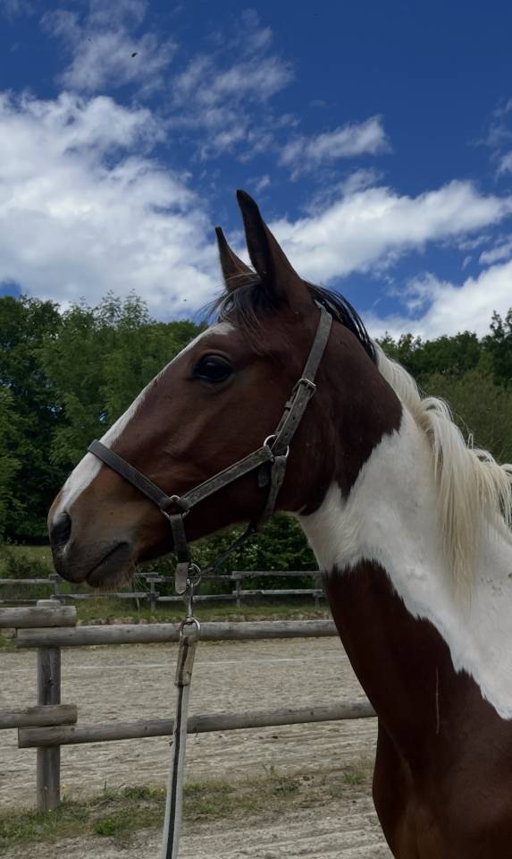 Caballo entero Silla Franc&eacute;s En venta 2025 P&iacute;o por Olala du Buissy