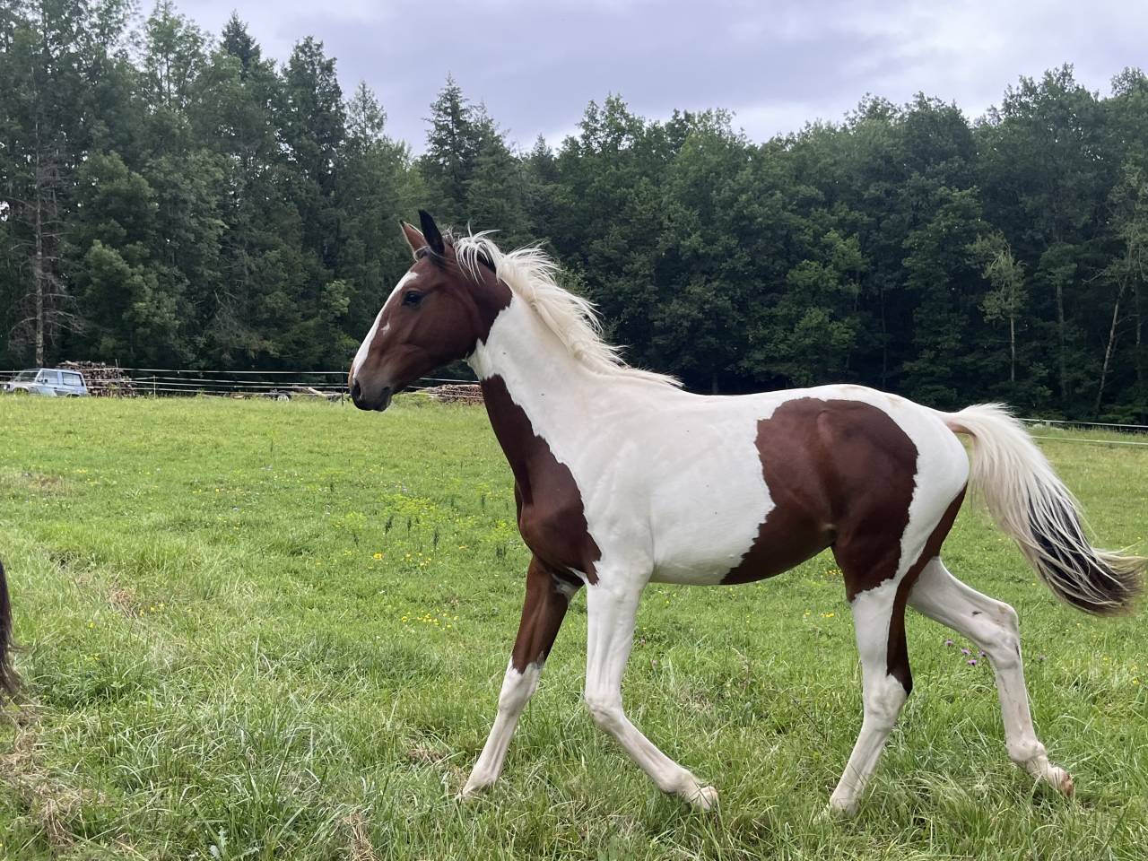 Caballo entero Silla Franc&eacute;s En venta 2025 P&iacute;o por Olala du Buissy