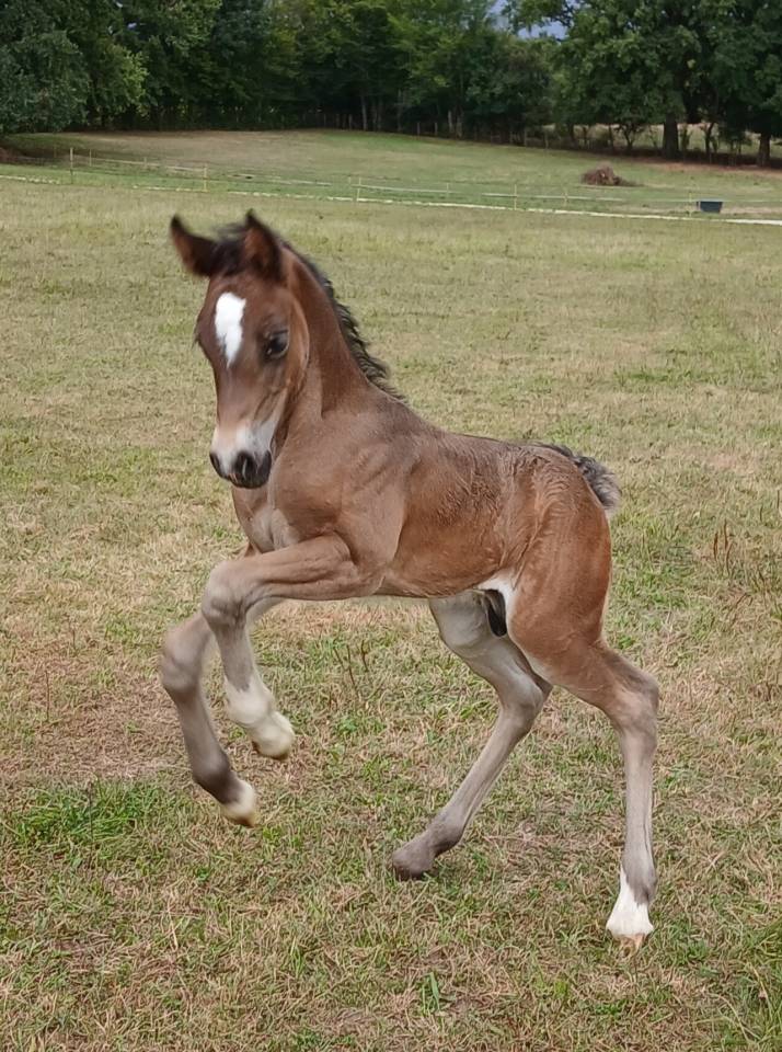 Caballo entero Welsh Poni (Secci&oacute;n D), Welsh Cob  En venta 2025 Bayo moreno por Jon Snow Dragwyddol