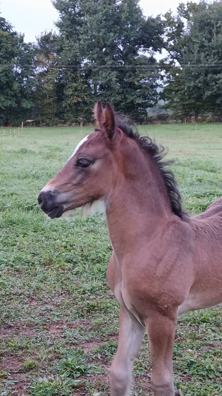 Caballo entero Welsh Poni (Secci&oacute;n D), Welsh Cob  En venta 2025 Bayo moreno por Jon Snow Dragwyddol