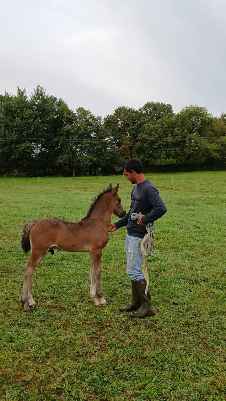 Caballo entero Welsh Poni (Secci&oacute;n D), Welsh Cob  En venta 2025 Bayo moreno por Jon Snow Dragwyddol