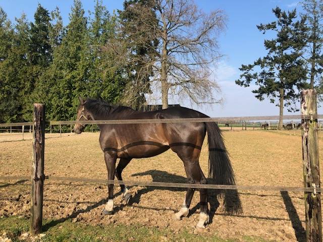 Caballo castrado Pura Sangre Ingl&eacute;s En venta 2020 Bayo moreno