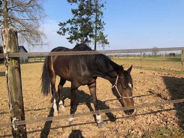 Caballo castrado Pura Sangre Ingl&eacute;s En venta 2020 Bayo moreno