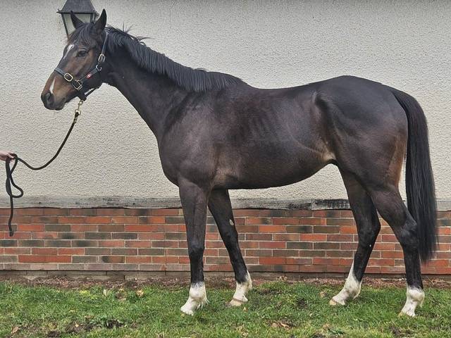 Caballo castrado Pura Sangre Ingl&eacute;s En venta 2020 Bayo moreno