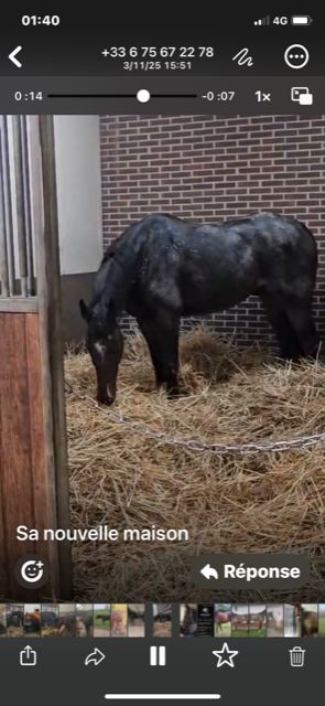 Caballo castrado Pura Sangre Ingl&eacute;s En venta 2020 Bayo moreno