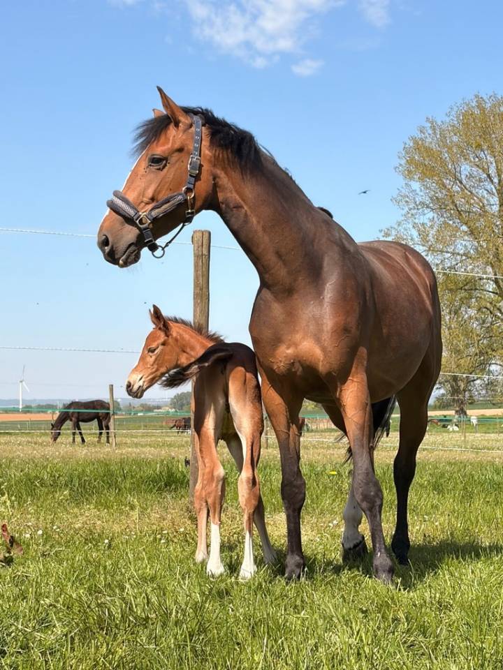 Yegua sBs Caballo de Deporte Belga En venta 2020 Bayo por Jasco du Bourbecq