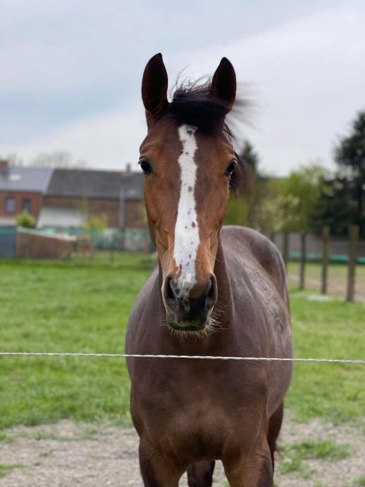 Yegua sBs Caballo de Deporte Belga En venta 2020 Bayo por Jasco du Bourbecq