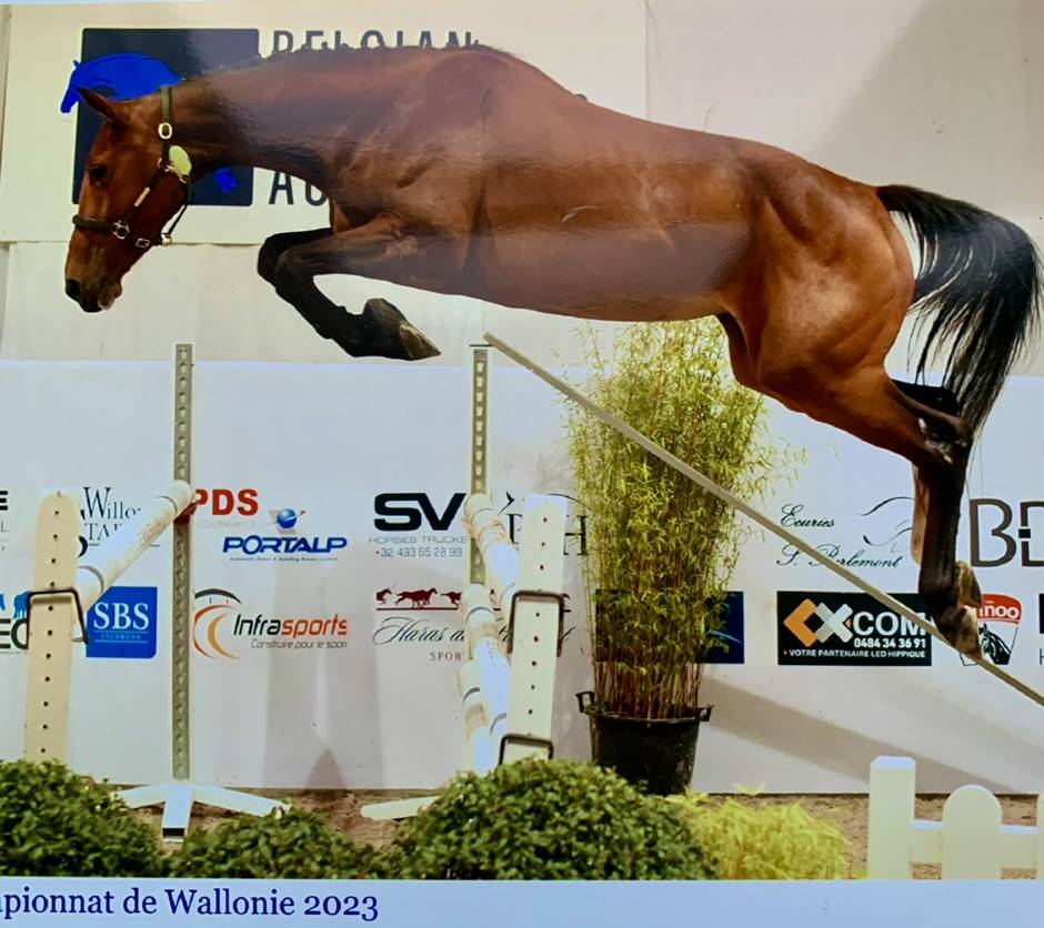 Yegua sBs Caballo de Deporte Belga En venta 2020 Bayo por Jasco du Bourbecq