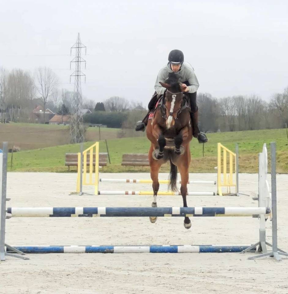 Yegua sBs Caballo de Deporte Belga En venta 2020 Bayo por Jasco du Bourbecq