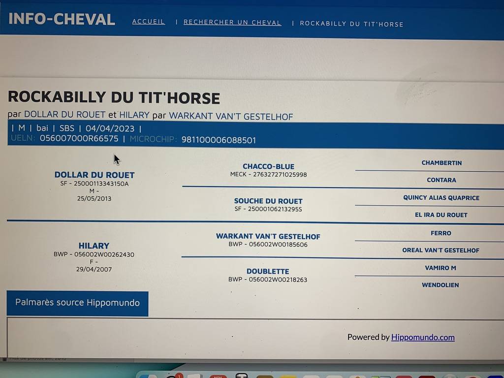 Caballo castrado sBs Caballo de Deporte Belga En venta 2023 Bayo moreno por Dollar du Rouet