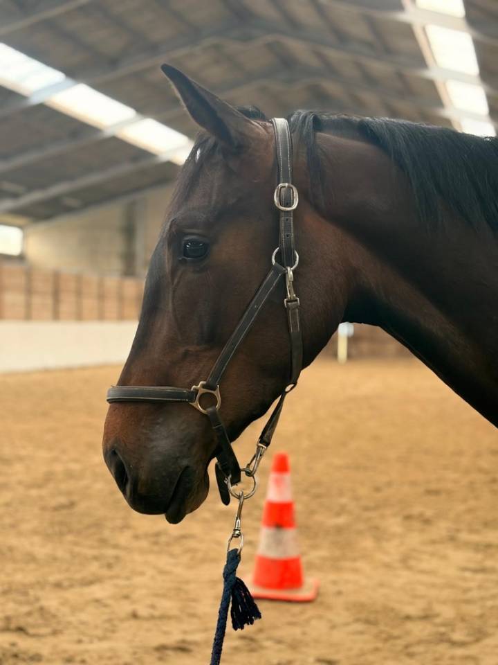 Caballo castrado sBs Caballo de Deporte Belga En venta 2023 Bayo moreno por Dollar du Rouet