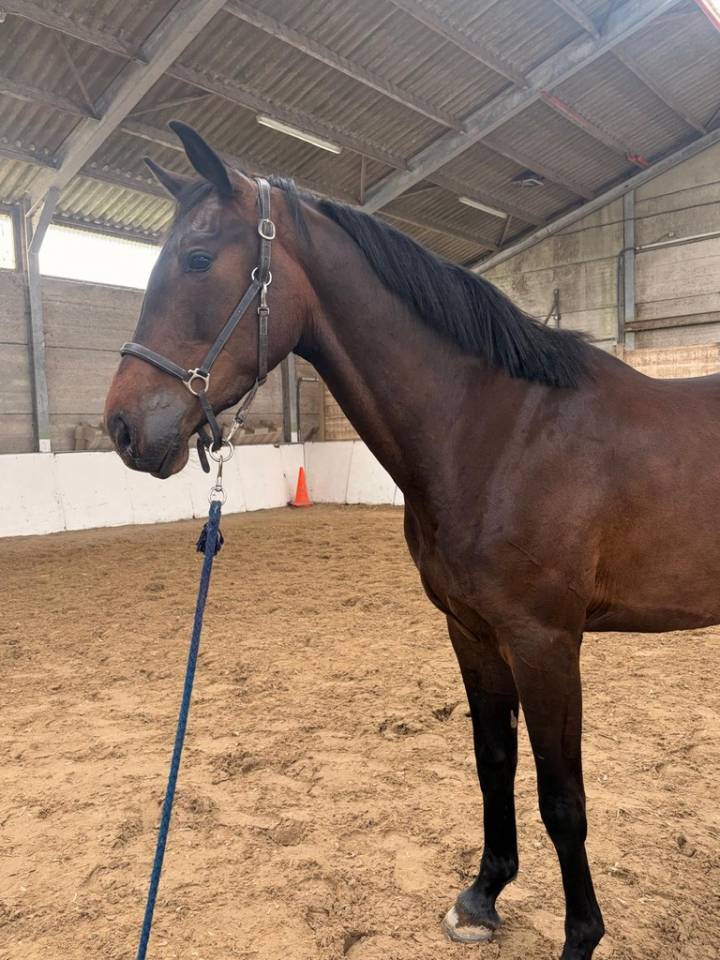 Caballo castrado sBs Caballo de Deporte Belga En venta 2023 Bayo moreno por Dollar du Rouet
