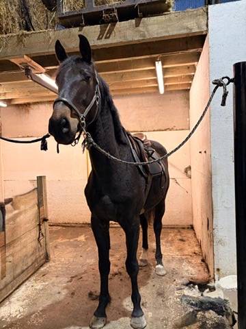 Caballo castrado sBs Caballo de Deporte Belga En venta 2023 Bayo moreno por Dollar du Rouet