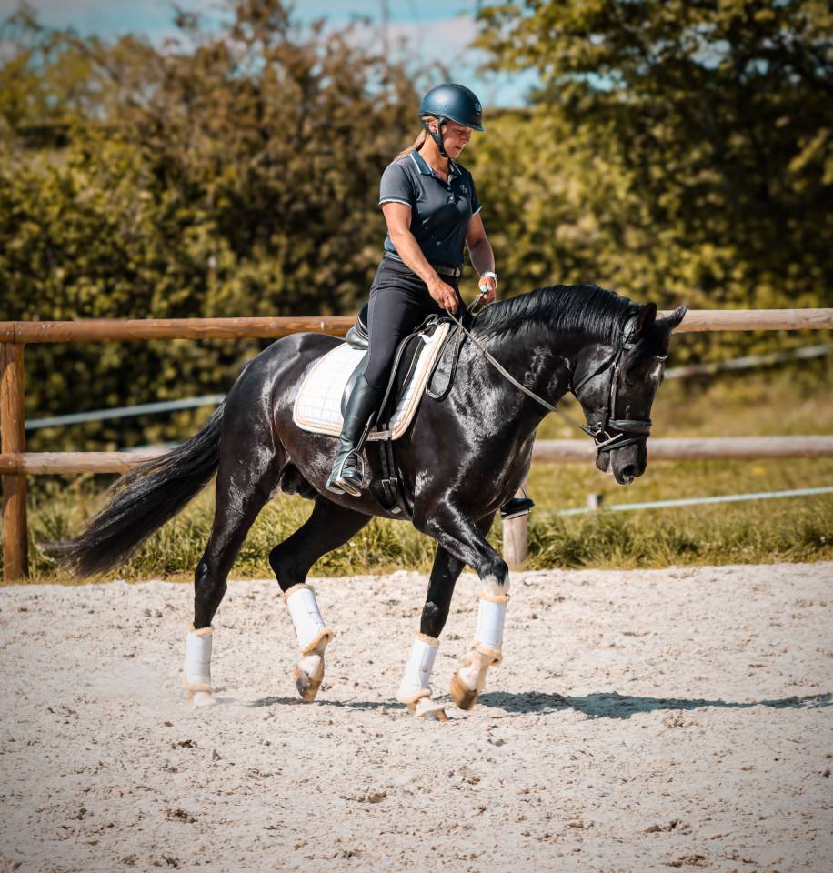 Caballo entero AES Anglo European Studbook En venta 2022 Negro por FOR FERRERO