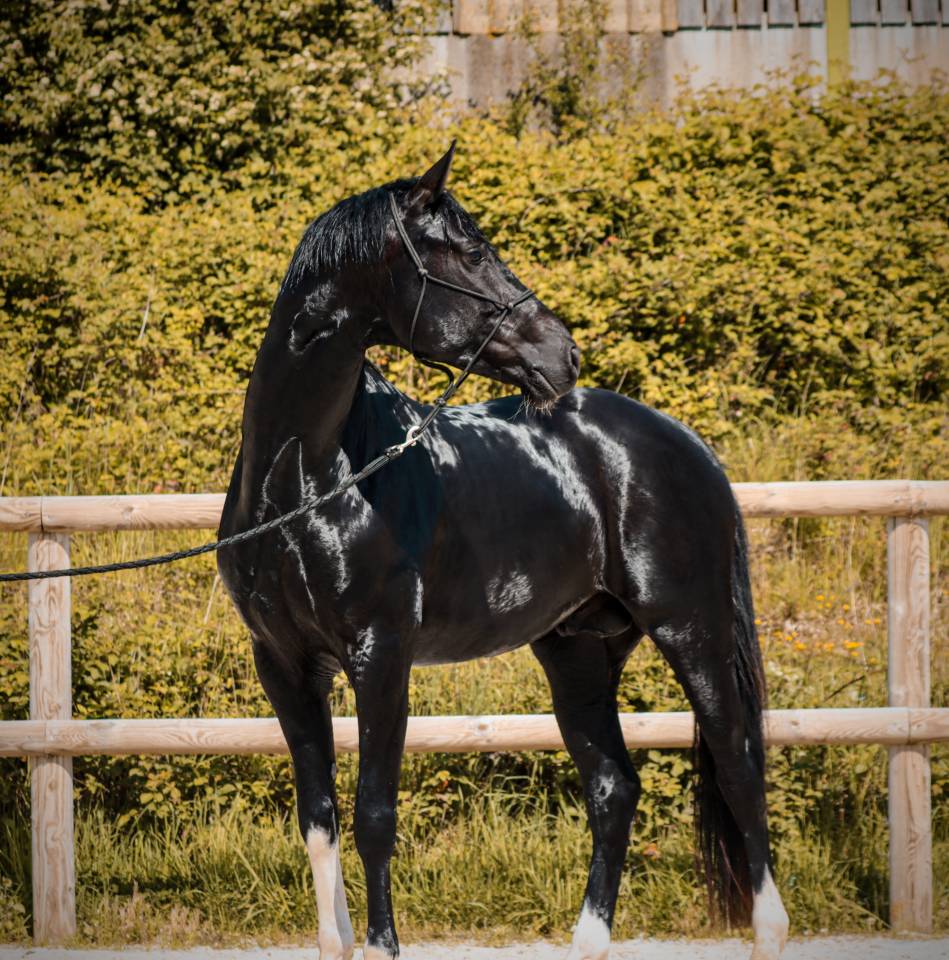 Caballo entero AES Anglo European Studbook En venta 2022 Negro por FOR FERRERO