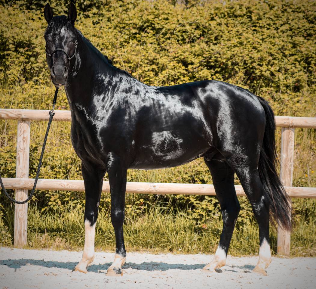 Caballo entero AES Anglo European Studbook En venta 2022 Negro por FOR FERRERO