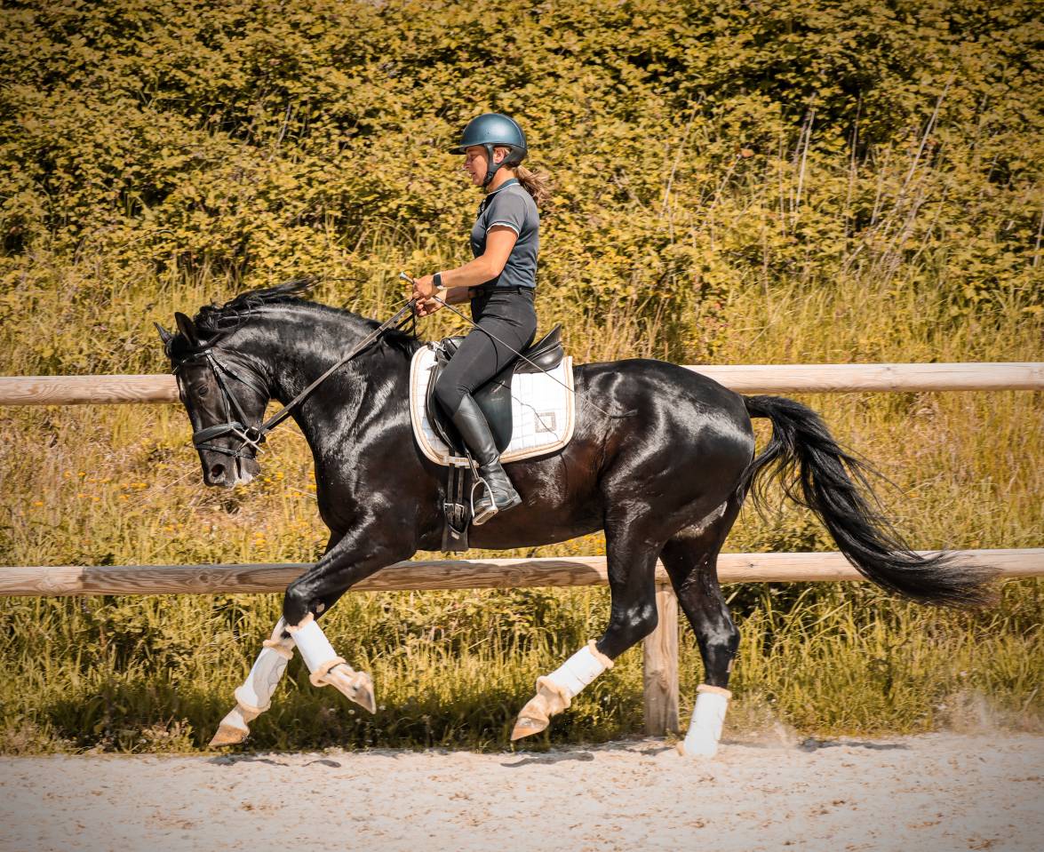 Caballo entero AES Anglo European Studbook En venta 2022 Negro por FOR FERRERO