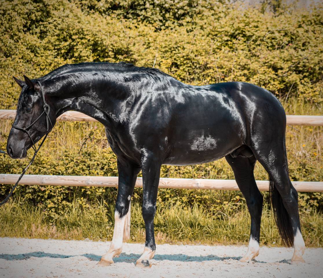 Caballo entero AES Anglo European Studbook En venta 2022 Negro por FOR FERRERO