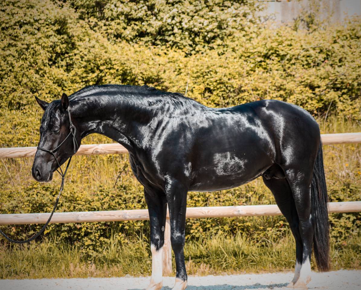 Caballo entero AES Anglo European Studbook En venta 2022 Negro por FOR FERRERO