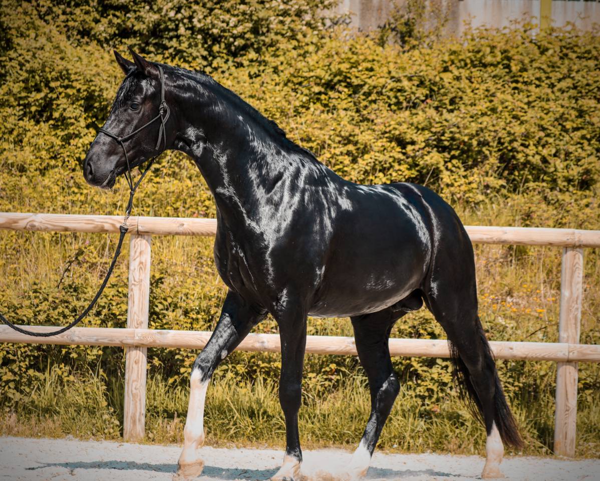 Caballo entero AES Anglo European Studbook En venta 2022 Negro por FOR FERRERO