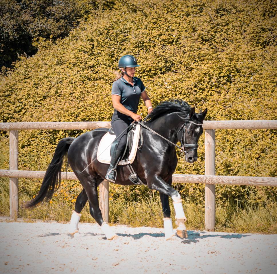 Caballo entero AES Anglo European Studbook En venta 2022 Negro por FOR FERRERO
