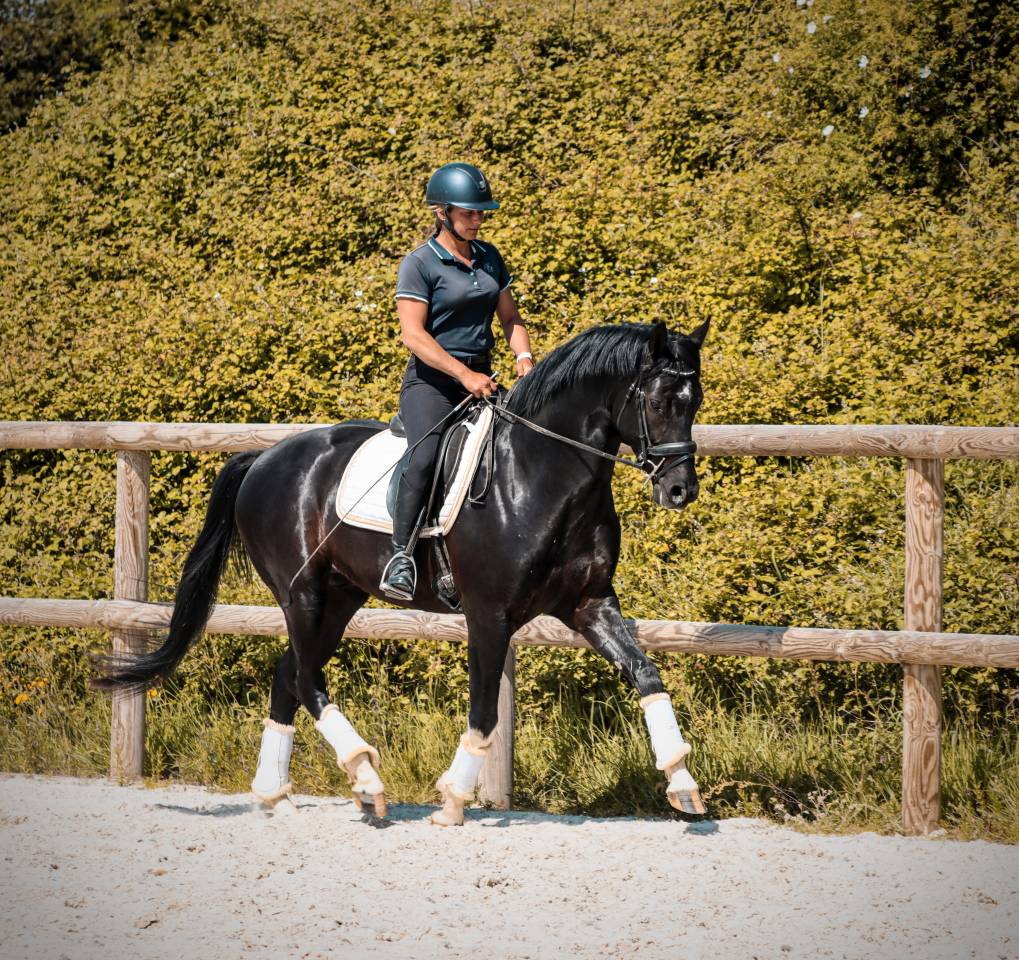 Caballo entero AES Anglo European Studbook En venta 2022 Negro por FOR FERRERO