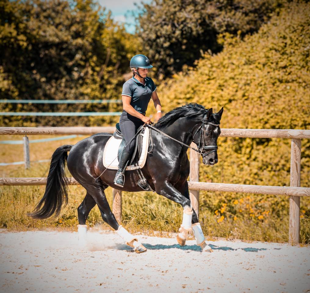 Caballo entero AES Anglo European Studbook En venta 2022 Negro por FOR FERRERO
