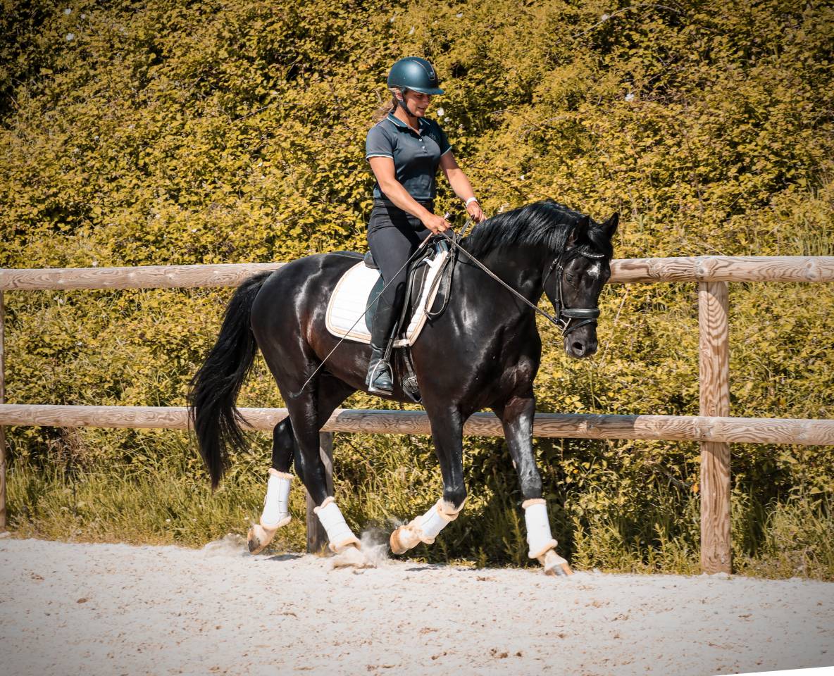 Caballo entero AES Anglo European Studbook En venta 2022 Negro por FOR FERRERO