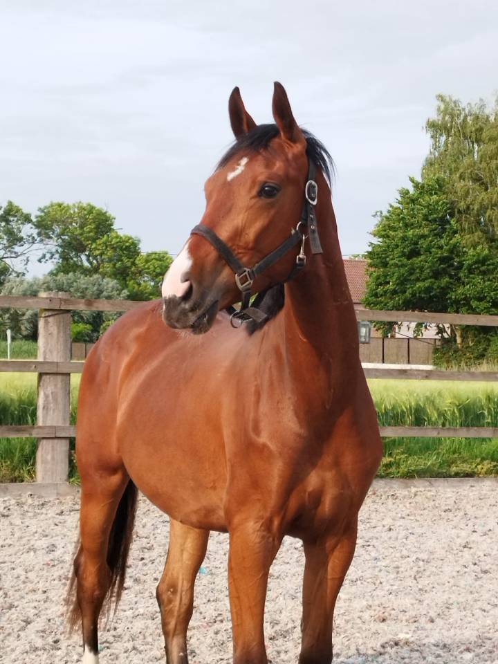 Caballo castrado Oldenburgu&eacute;s En venta 2023 Bayo