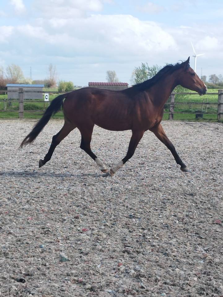 Caballo castrado Oldenburgu&eacute;s En venta 2023 Bayo