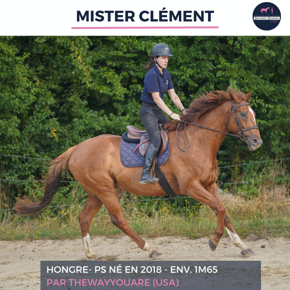 Caballo castrado Pura Sangre En venta 2018 Alaz&aacute;n tostado