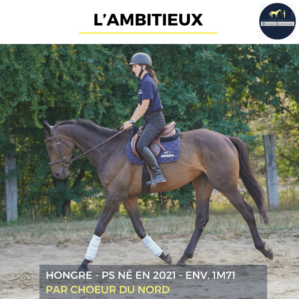 Caballo castrado Pura Sangre En venta 2021 Bayo