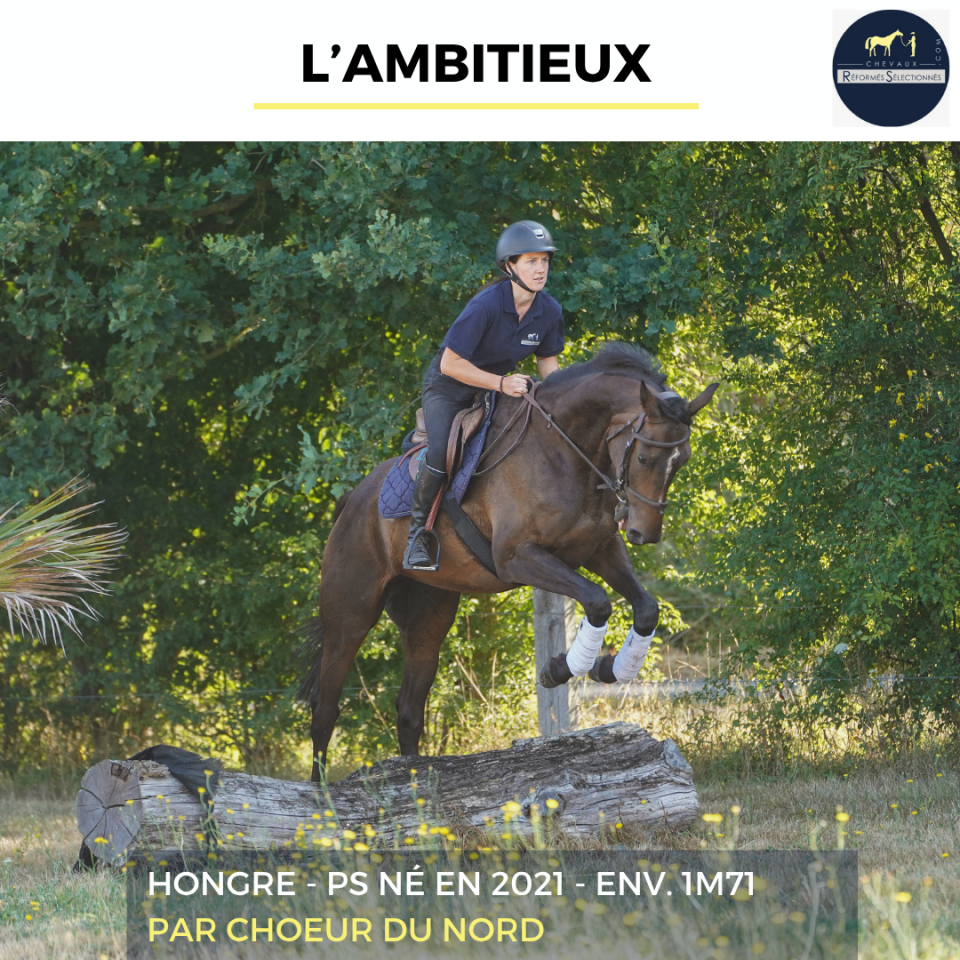 Caballo castrado Pura Sangre En venta 2021 Bayo