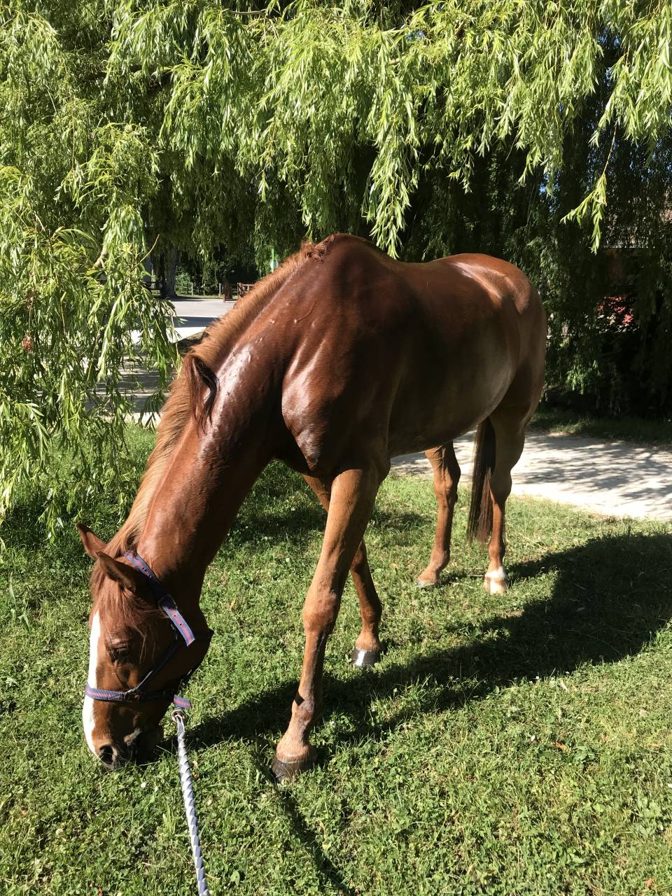 Caballo castrado Silla Franc&eacute;s En venta 2011 Alaz&aacute;n