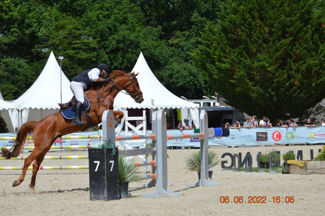 Caballo castrado Silla Franc&eacute;s En venta 2011 Alaz&aacute;n