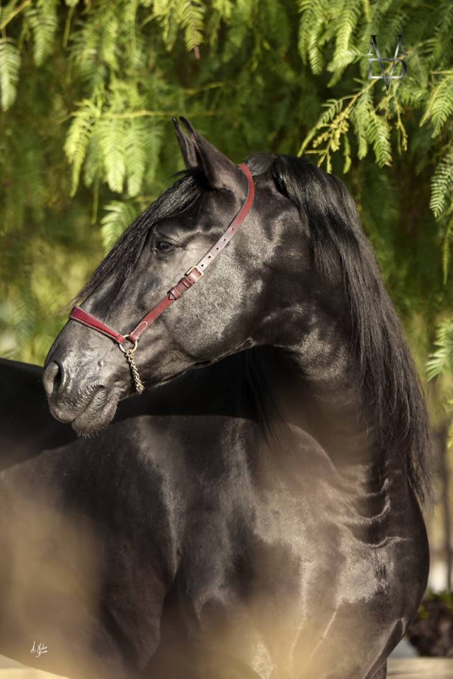 Yegua PRE Pura Raza Espa&ntilde;ola En venta 2021 Isabelo por VICTORINO HS