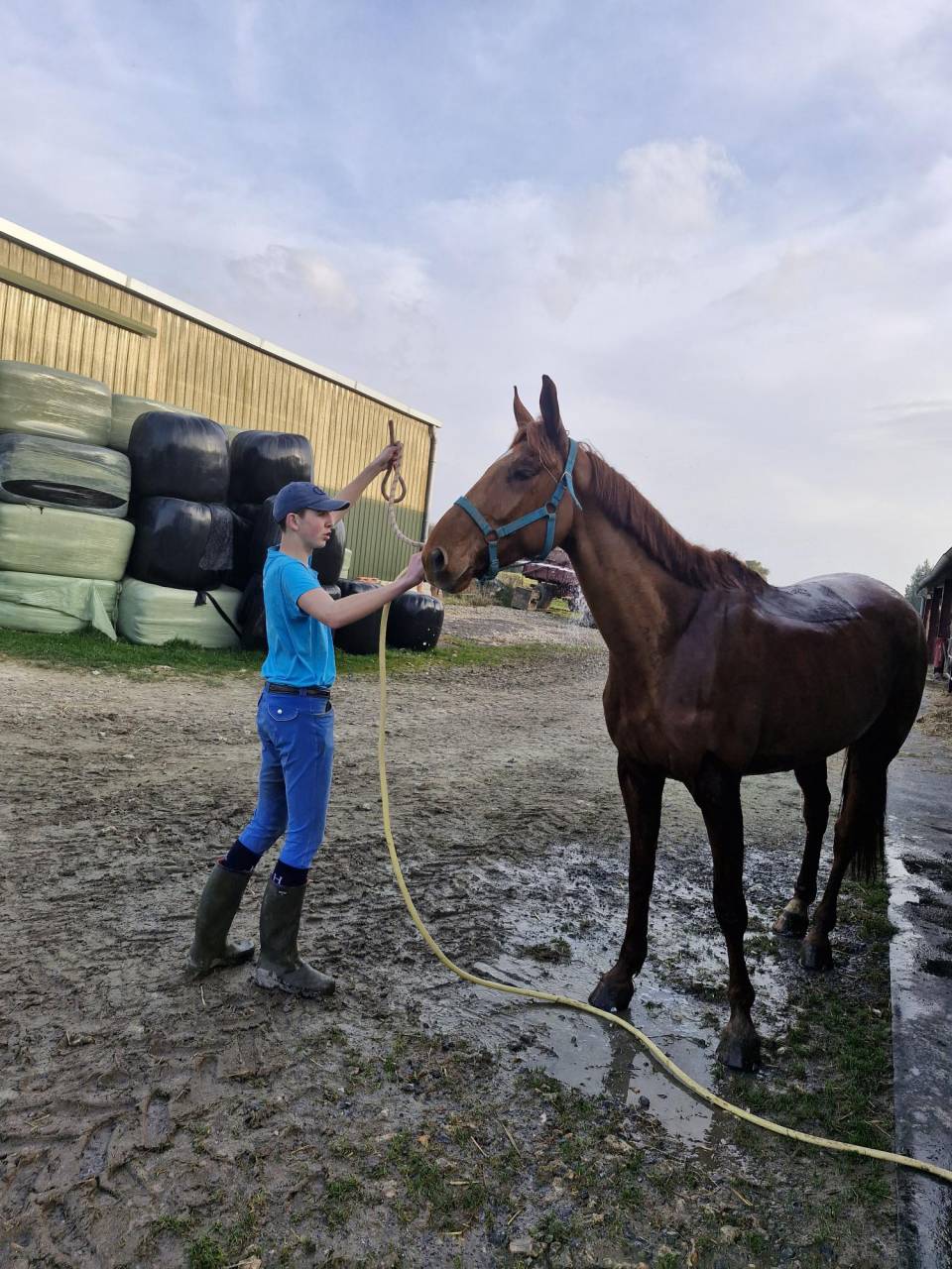 Caballo castrado Trot&oacute;n Franc&eacute;s En venta 2019 Alaz&aacute;n