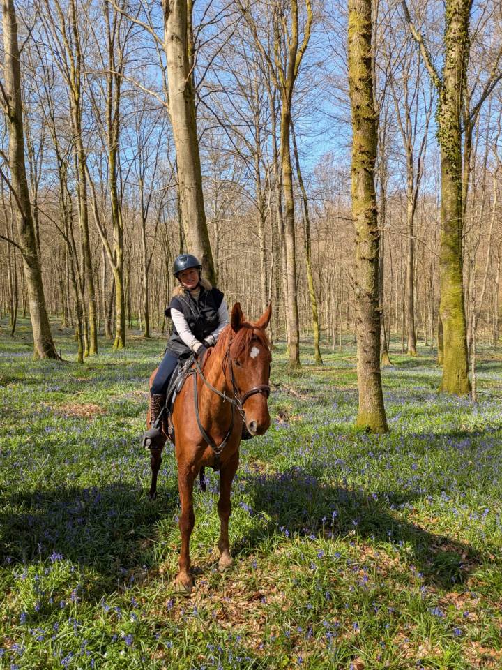 Caballo castrado Trot&oacute;n Franc&eacute;s En venta 2019 Alaz&aacute;n