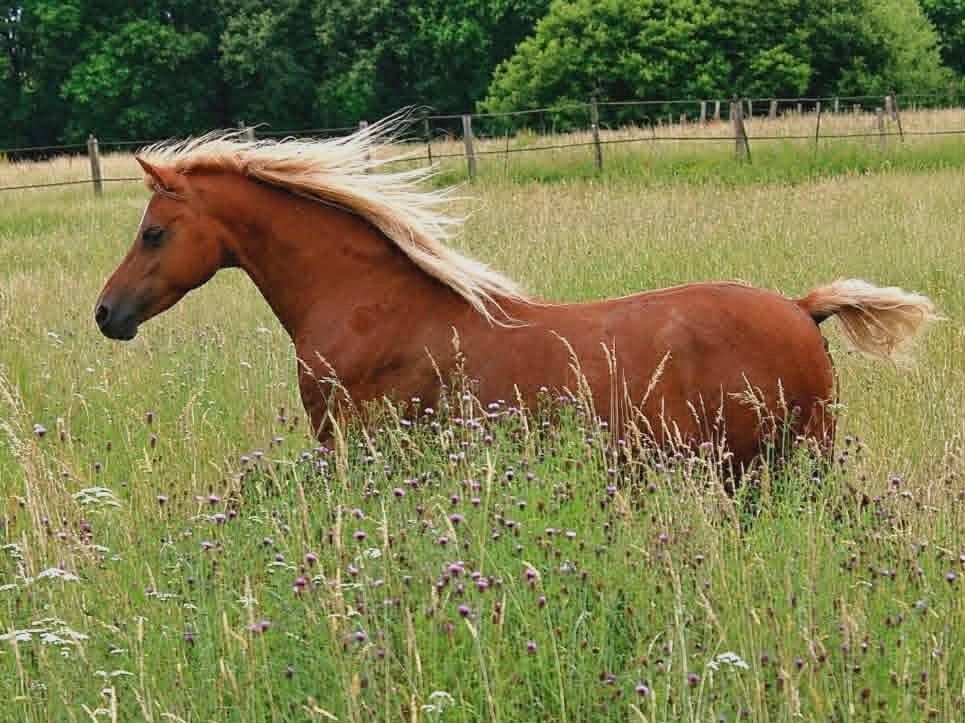Yegua de ganader&iacute;a Welsh Poni (Secci&oacute;n B) En venta 2013 Alaz&aacute;n por Beschenhof Darwin