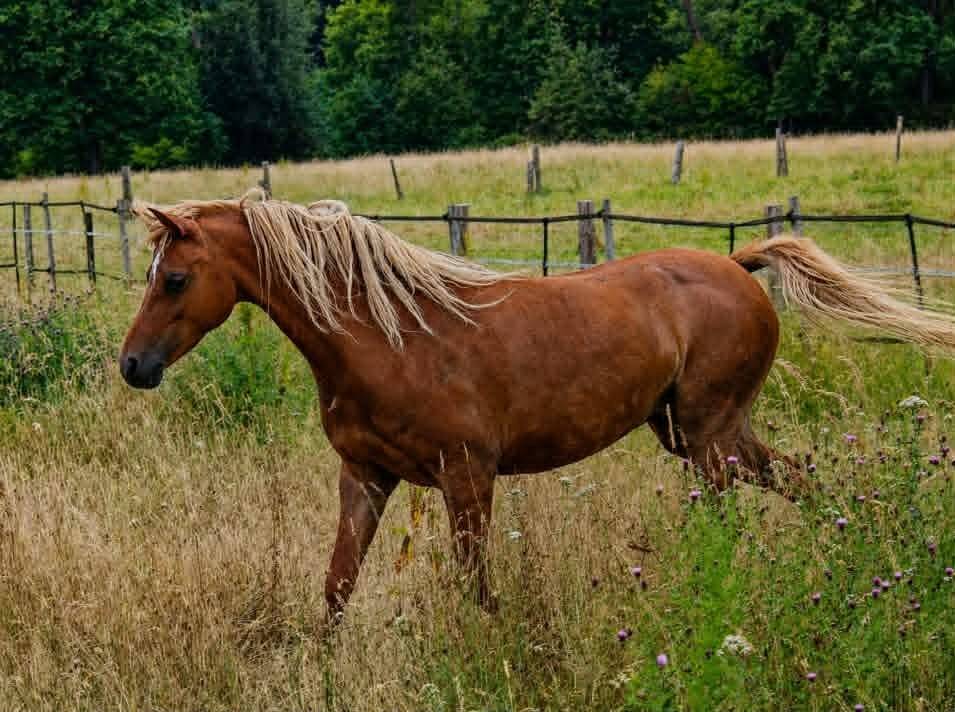 Yegua de ganader&iacute;a Welsh Poni (Secci&oacute;n B) En venta 2013 Alaz&aacute;n por Beschenhof Darwin