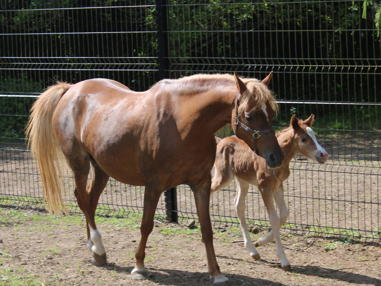 Yegua de ganader&iacute;a Welsh Poni (Secci&oacute;n B) En venta 2013 Alaz&aacute;n por Beschenhof Darwin