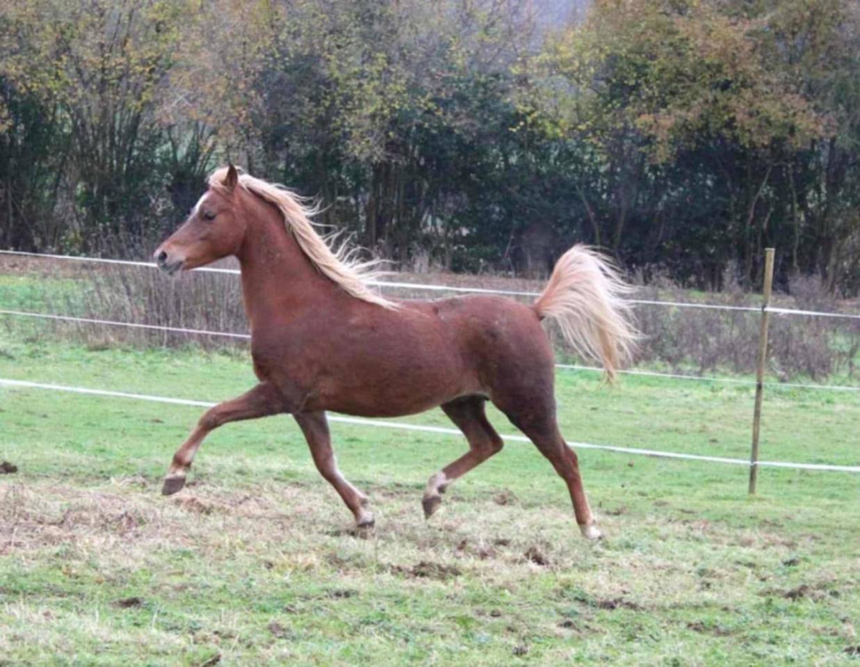 Yegua de ganader&iacute;a Welsh Poni (Secci&oacute;n B) En venta 2013 Alaz&aacute;n por Beschenhof Darwin